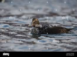 Attēlu rezultāti vaicājumam “Somateria mollissima juvenile”