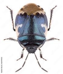 Attēlu rezultāti vaicājumam “Tritomegas bicolor imago”