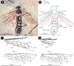 Attēlu rezultāti vaicājumam “Tenthredinidae”