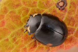 Attēlu rezultāti vaicājumam “Coccinella hieroglyphica”