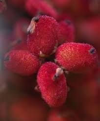 Attēlu rezultāti vaicājumam “Cyperus fuscus fruit”