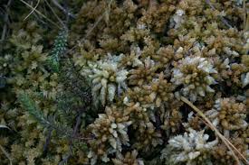 Attēlu rezultāti vaicājumam “Sphagnum papillosum”