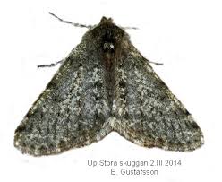 Attēlu rezultāti vaicājumam “Phigalia pilosaria”