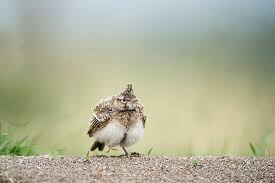 Attēlu rezultāti vaicājumam “Galerida cristata”