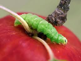 Attēlu rezultāti vaicājumam “Autographa excelsa”