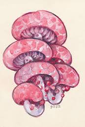 Attēlu rezultāti vaicājumam “Rhodotus palmatus”