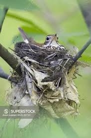 Image result for Hylocichla mustelina