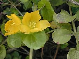 Attēlu rezultāti vaicājumam “Lysimachia nummularia leaf”