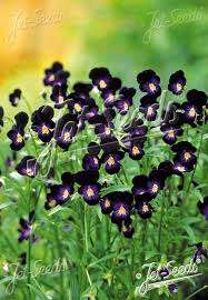 Image result for Viola cornuta