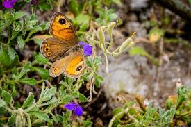 Attēlu rezultāti vaicājumam “Lasiommata maera upperside”