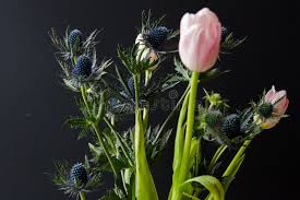 Attēlu rezultāti vaicājumam “Eryngium maritimum bud”