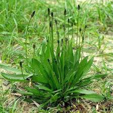 Attēlu rezultāti vaicājumam “Plantago lanceolata leaf”