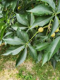 Attēlu rezultāti vaicājumam “Aesculus x hybrida leaf”