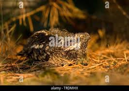 Attēlu rezultāti vaicājumam “Caprimulgus europaeus juvenile”