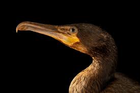 Attēlu rezultāti vaicājumam “Phalacrocorax carbo”