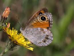 Attēlu rezultāti vaicājumam “Lasiommata maera underside”