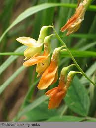 Attēlu rezultāti vaicājumam “Lathyrus laevigatus”