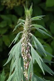 Attēlu rezultāti vaicājumam “Leonurus quinquelobatus”