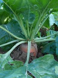 Image result for Beta vulgaris