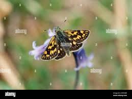 Attēlu rezultāti vaicājumam “Carterocephalus silvicolus underside”