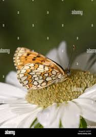 Attēlu rezultāti vaicājumam “Melitaea phoebe underside”