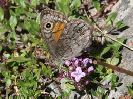 Attēlu rezultāti vaicājumam “Lasiommata petropolitana upperside”