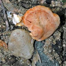 Attēlu rezultāti vaicājumam “Hydnum repandum”