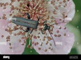 Attēlu rezultāti vaicājumam “Oedemera croceicollis”