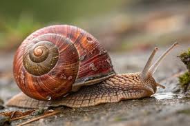 Attēlu rezultāti vaicājumam “Helix pomatia”