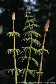 Attēlu rezultāti vaicājumam “Equisetum sylvaticum”