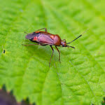 Attēlu rezultāti vaicājumam “Deraeocoris ruber”