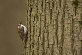 Attēlu rezultāti vaicājumam “Certhia familiaris adult”