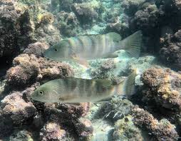 Image result for Lutjanus novemfasciatus