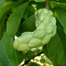 Attēlu rezultāti vaicājumam “Magnolia acuminata fruit”