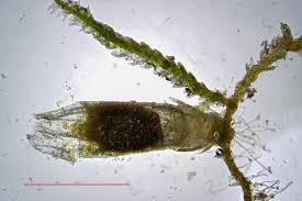 Attēlu rezultāti vaicājumam “Cephalozia catenulata”