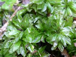 Attēlu rezultāti vaicājumam “Rhodobryum roseum”