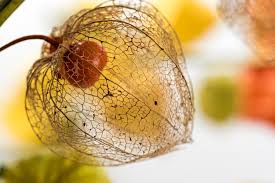 Attēlu rezultāti vaicājumam “Physalis alkekengi”