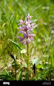 Attēlu rezultāti vaicājumam “Dactylorhiza ochroleuca bud”