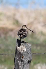 Image result for Gallinago delicata