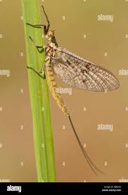 Attēlu rezultāti vaicājumam “Ephemera vulgata”