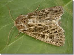 Attēlu rezultāti vaicājumam “Tholera decimalis female”