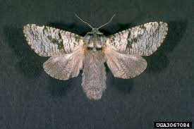 Attēlu rezultāti vaicājumam “Lamellocossus terebra”