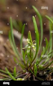 Attēlu rezultāti vaicājumam “Myosurus minimus flower”