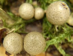 Attēlu rezultāti vaicājumam “Lycogala cf. oleocrystalliferum”