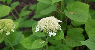 Attēlu rezultāti vaicājumam “Hydrangea arborescens subsp. discolor flower”