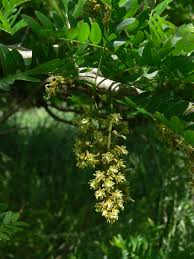 Attēlu rezultāti vaicājumam “Gleditsia triacanthos flower”