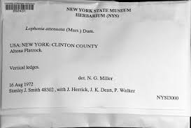 Attēlu rezultāti vaicājumam “Barbilophozia attenuata”