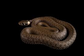 Attēlu rezultāti vaicājumam “Natrix natrix”