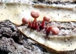 Attēlu rezultāti vaicājumam “Physarum pezizoideum spores”