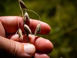 Attēlu rezultāti vaicājumam “Avena sativa fruit”